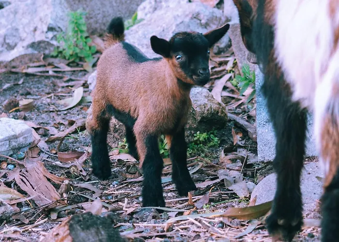 Cliff Surf House Hostel *